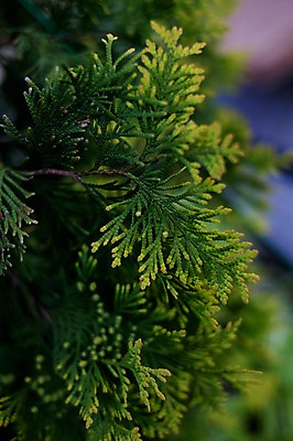 포토 JPG 식물 잎 사람없음 일본 나뭇가지 소나무 솔잎 기후현 국내포토 나무 아시아 파일형식