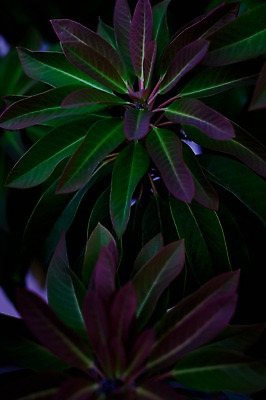 포토 JPG 식물 잎 사람없음 일본 기후현 국내포토 아시아 파일형식