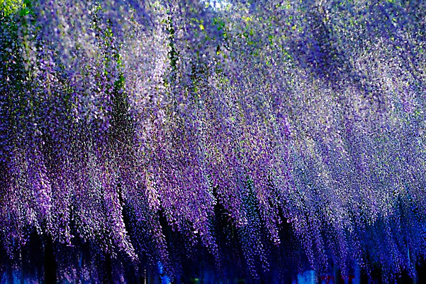 포토 JPG 주간 나무 식물 꽃 여러송이 사람없음 야외 보라색 등나무 등나무꽃 국내포토 자연요소 컬러 다수 파일형식