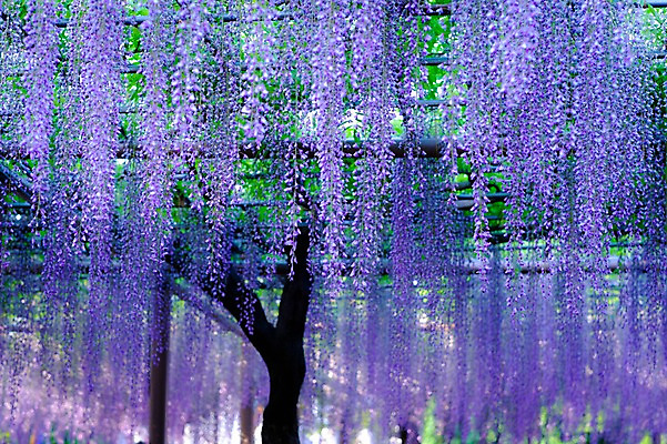포토 JPG 주간 나무 식물 꽃 여러송이 사람없음 야외 보라색 등나무 등나무꽃 국내포토 자연요소 컬러 다수 파일형식