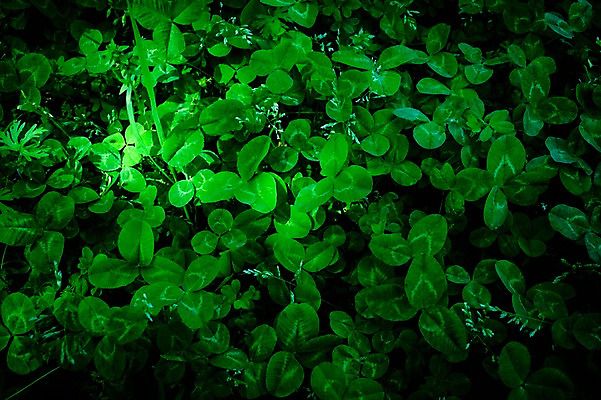 포토 JPG 식물 사람없음 초록색 클로버 세잎클로버 국내포토 컬러 파일형식