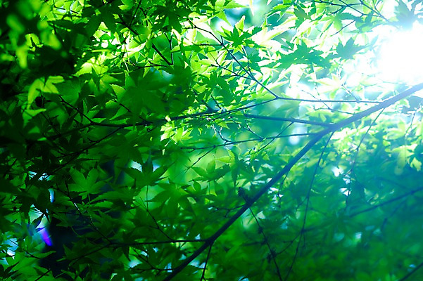 포토 JPG 주간 단풍 자연 사람없음 야외 초록색 햇빛 일본 나뭇가지 기후현 국내포토 자연요소 나무 아시아 컬러 잎 태양 생태계 파일형식