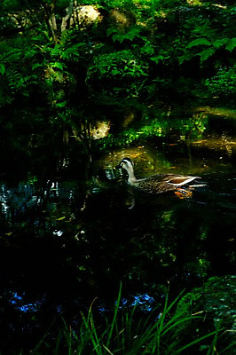 포토 JPG 주간 동물 한마리 자연 오리 풍경 사람없음 야외 강 일본 기후현 국내포토 자연요소 1 아시아 조류 생태계 파일형식