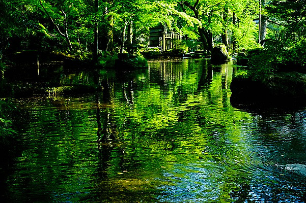 포토 JPG 주간 나무 자연 풍경 사람없음 야외 강 일본 기후현 국내포토 자연요소 식물 아시아 생태계 파일형식