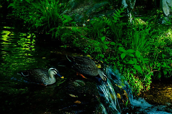 포토 JPG 주간 식물 동물 두마리 자연 오리 풍경 사람없음 야외 물 강 일본 기후현 국내포토 자연요소 아시아 2 조류 생태계 파일형식