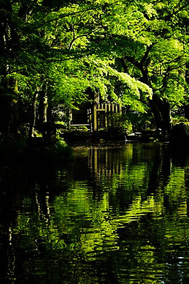 포토 JPG 주간 나무 자연 풍경 사람없음 야외 강 반사 일본 기후현 국내포토 자연요소 식물 아시아 생태계 파일형식