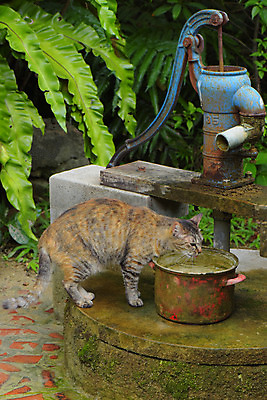 포토 JPG 주간 한마리 풍경 사람없음 야외 일본 고양이 부식 일본전통 펌프 동물라이프 반려 국내포토 자연요소 동물 1 전통 라이프스타일 아시아 포유류 반려동물 파일형식