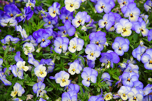 포토 JPG 식물 꽃 여러송이 꽃밭 사람없음 보라색 국내포토 컬러 다수 파일형식