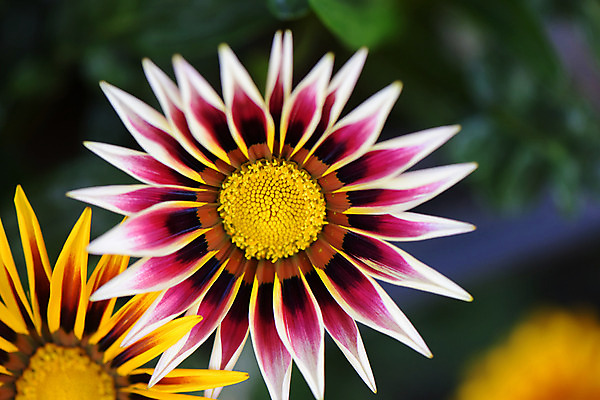 포토 JPG 식물 꽃 사람없음 아웃포커스 빨간색 노란색 두송이 국내포토 컬러 2 촬영기법 파일형식