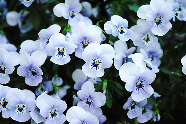 포토 JPG 식물 꽃 여러송이 꽃밭 사람없음 파란색 국내포토 컬러 다수 파일형식