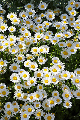 포토 JPG 주간 식물 여러송이 꽃밭 국화 사람없음 야외 흰색 국내포토 자연요소 꽃 컬러 다수 파일형식