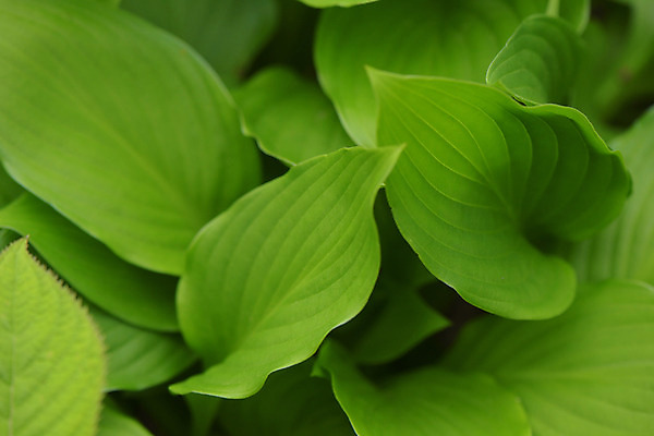포토 JPG 식물 잎 사람없음 초록색 국내포토 컬러 파일형식