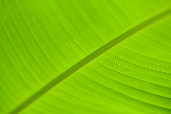 포토 JPG 잎 나뭇잎 사람없음 초록색 잎맥 국내포토 식물 컬러 파일형식