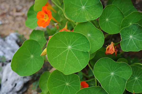 포토 JPG 식물 꽃 잎 사람없음 초록색 주황색 국내포토 컬러 파일형식