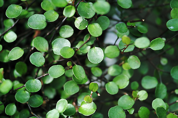 포토 JPG 주간 식물 잎 나뭇잎 사람없음 야외 초록색 나뭇가지 국내포토 자연요소 나무 컬러 파일형식