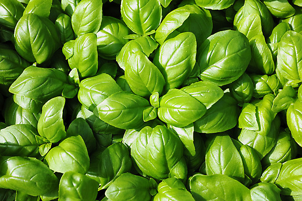 포토 JPG 주간 식물 잎 사람없음 야외 초록색 새싹 국내포토 자연요소 컬러 파일형식