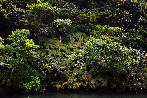 포토 JPG 주간 식물 잎 사람없음 야외 초록색 맹그로브 국내포토 자연요소 컬러 파일형식