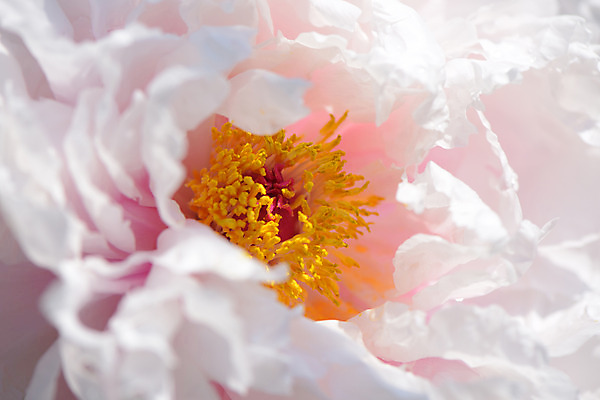 포토 JPG 식물 꽃 한송이 근접촬영 사람없음 흰색 꽃술_꽃 모란 국내포토 1 뷰포인트 컬러 송이 파일형식