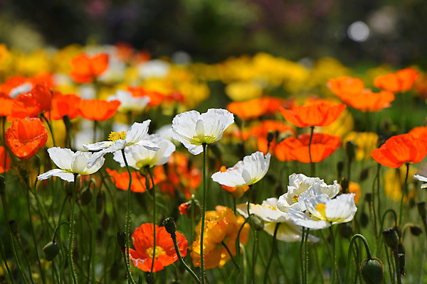 포토 JPG 식물 꽃 여러송이 꽃밭 사람없음 빨간색 흰색 양귀비 국내포토 컬러 다수 파일형식