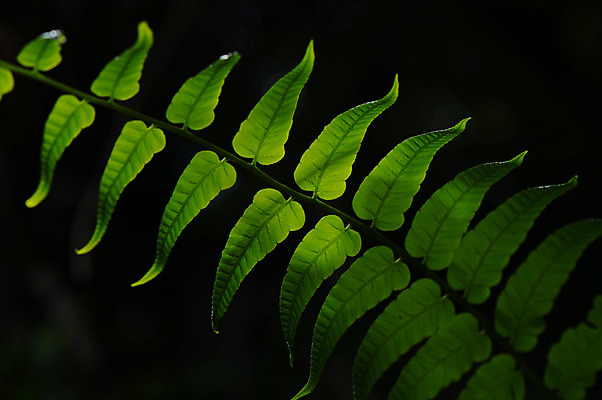 포토 JPG 식물 줄기 잎 사람없음 초록색 양치류 양치식물 국내포토 컬러 파일형식