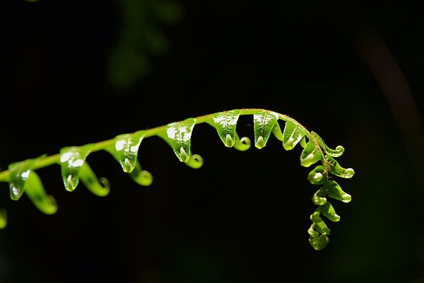 포토 JPG 식물 잎 사람없음 초록색 양치류 양치식물 국내포토 컬러 파일형식