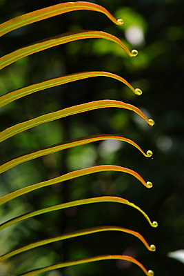 포토 JPG 식물 잎 사람없음 주황색 양치류 양치식물 국내포토 컬러 파일형식