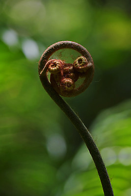 포토 JPG 식물 사람없음 양치류 양치식물 말린_둥글게 국내포토 컨셉 파일형식