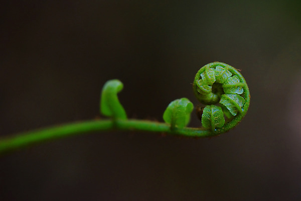 포토 JPG 식물 사람없음 초록색 양치류 양치식물 말린_둥글게 국내포토 컬러 컨셉 파일형식