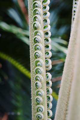 포토 JPG 식물 잎 사람없음 양치류 양치식물 말린_둥글게 국내포토 컨셉 파일형식