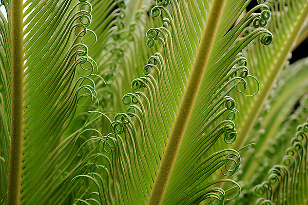 포토 JPG 식물 잎 사람없음 초록색 양치류 양치식물 말린_둥글게 국내포토 컬러 컨셉 파일형식