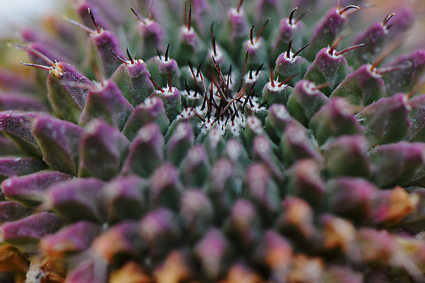 포토 JPG 주간 식물 선인장 근접촬영 사람없음 야외 가시 다육식물 선인장가시 트로피컬아트 국내포토 자연요소 뷰포인트 그림 파일형식