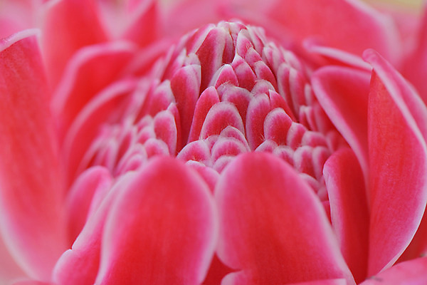 포토 JPG 식물 꽃 한송이 근접촬영 사람없음 빨간색 국내포토 1 뷰포인트 컬러 송이 파일형식