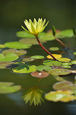 포토 JPG 주간 식물 꽃 호수 한송이 사람없음 야외 노란색 연못 연잎 국내포토 자연요소 1 컬러 잎 송이 파일형식