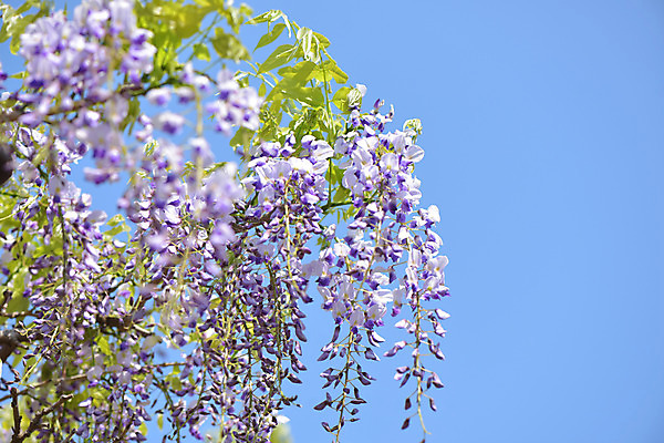 포토 JPG 주간 꽃 여러송이 자연 하늘 사람없음 야외 보라색 등나무 등나무꽃 국내포토 자연요소 나무 식물 컬러 다수 생태계 파일형식