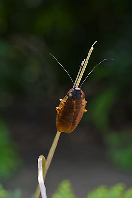포토 JPG 식물 동물 한마리 줄기 사람없음 바퀴벌레 국내포토 1 곤충 파일형식