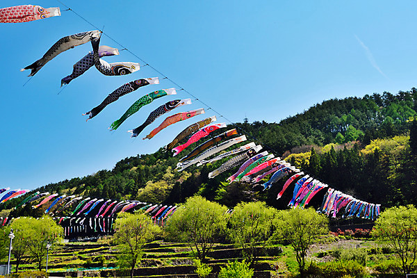 포토 JPG 주간 날리기 풍경 사람없음 야외 일본 일본전통 고이노보리 국내포토 자연요소 전통 아시아 모션 깃발 파일형식