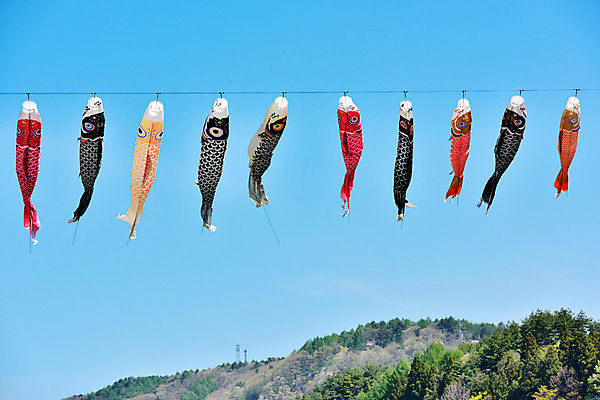 포토 JPG 주간 하늘 풍경 사람없음 야외 일본 일본전통 고이노보리 국내포토 자연요소 전통 아시아 깃발 파일형식