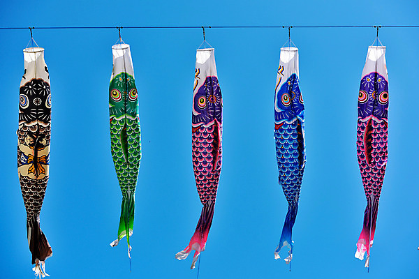 포토 JPG 주간 하늘 풍경 사람없음 야외 일본 일본전통 고이노보리 국내포토 자연요소 전통 아시아 깃발 파일형식