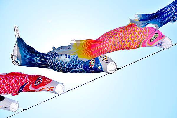 포토 JPG 주간 하늘 날리기 풍경 사람없음 야외 일본 일본전통 고이노보리 국내포토 자연요소 전통 아시아 모션 깃발 파일형식