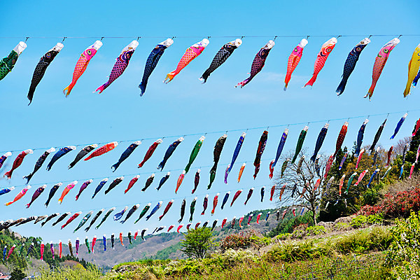 포토 JPG 주간 하늘 날리기 풍경 사람없음 야외 일본 일본전통 고이노보리 국내포토 자연요소 전통 아시아 모션 깃발 파일형식