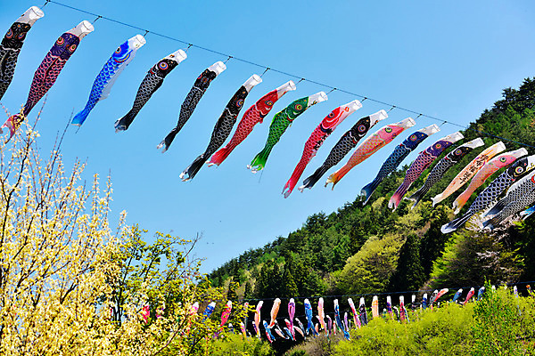 포토 JPG 주간 하늘 날리기 풍경 사람없음 야외 일본 일본전통 고이노보리 국내포토 자연요소 전통 아시아 모션 깃발 파일형식