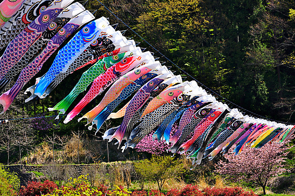 포토 JPG 주간 날리기 풍경 사람없음 야외 일본 일본전통 고이노보리 국내포토 자연요소 전통 아시아 모션 깃발 파일형식