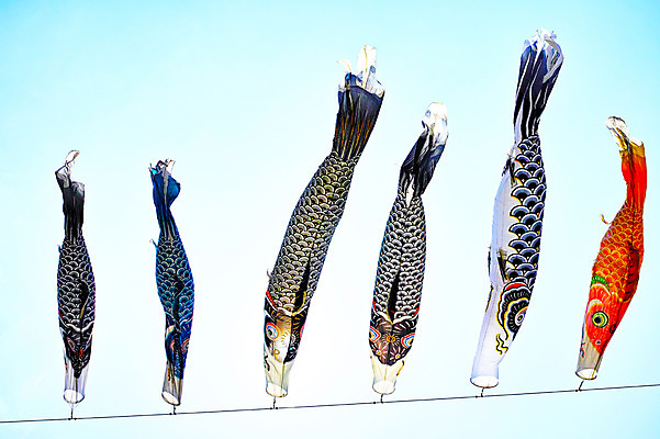 포토 JPG 주간 하늘 날리기 풍경 사람없음 야외 일본 일본전통 고이노보리 국내포토 자연요소 전통 아시아 모션 깃발 파일형식