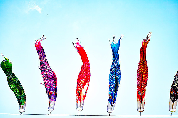 포토 JPG 주간 하늘 날리기 풍경 사람없음 야외 일본 일본전통 고이노보리 국내포토 자연요소 전통 아시아 모션 깃발 파일형식