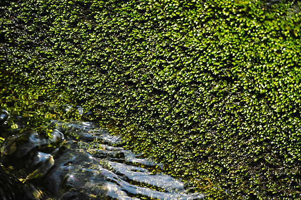 포토 JPG 주간 식물 자연 사람없음 야외 물 일본 야마나시 국내포토 자연요소 아시아 생태계 파일형식