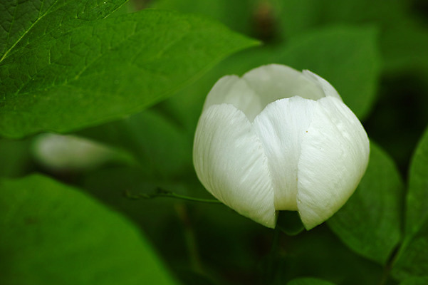포토 JPG 식물 꽃 잎 한송이 사람없음 흰색 작약 국내포토 1 컬러 송이 파일형식