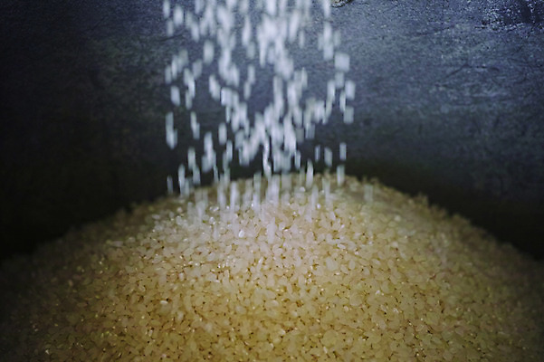 포토 JPG 음식 식재료 사람없음 쌀 떨어짐 낟알 밥짓기 국내포토 컨셉 곡류 파일형식