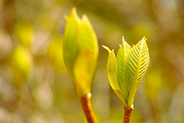 포토 JPG 주간 식물 잎 사람없음 야외 아웃포커스 새싹 국내포토 자연요소 촬영기법 파일형식