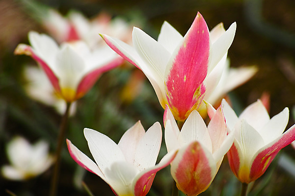 포토 JPG 식물 꽃 분홍색 여러송이 사람없음 흰색 국내포토 컬러 다수 파일형식