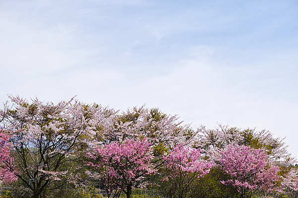 포토 JPG 주간 나무 자연 하늘 꽃나무 풍경 사람없음 야외 일본 야마나시 국내포토 자연요소 식물 꽃 아시아 생태계 파일형식